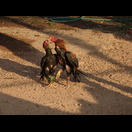 Hahnen(übungs)kampf